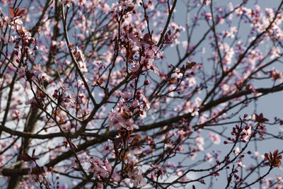 Low angle view of cherry blossom