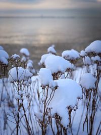 White bird on frozen plants during winter