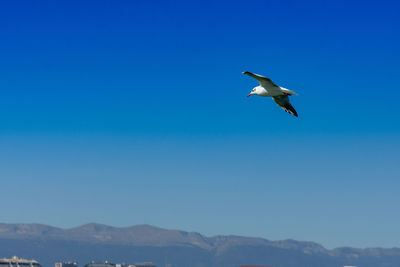 Low angle view of seagull flying in sky