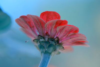 Close-up of red flower