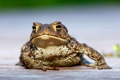 Close-up of lizard