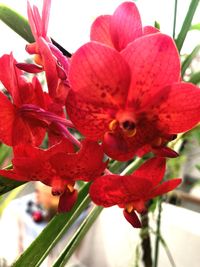 Close-up of red flowers