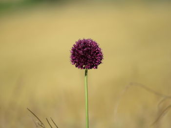 Close-up of purple flowering plant on field