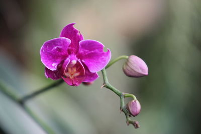 Close-up of pink flowers blooming outdoors