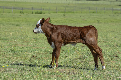 Horse standing on field