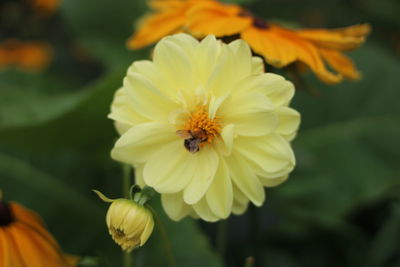 flowering plant