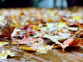 Close-up of fallen maple leaves