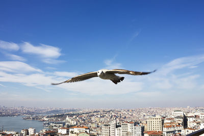 Seagull flying over city against sky