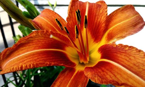 Close-up of orange day lily