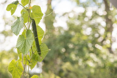 Low angle view of leaves on tree