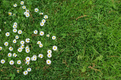 Tiny wild white flowers on the green grass with copy space.