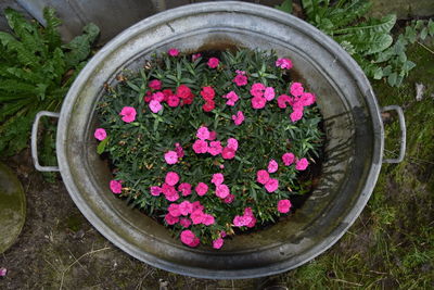 High angle view of pink flowers in pot