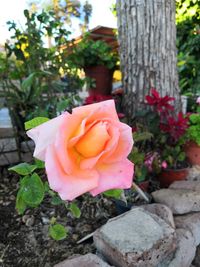 Close-up of rose roses