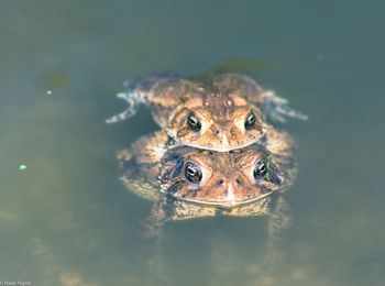 Close-up of turtle swimming in lake