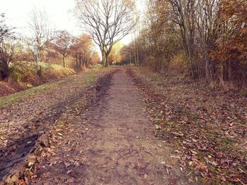 Dirt road in forest during autumn