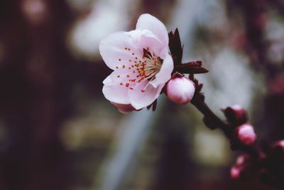 Close-up of pink cherry blossom