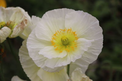 Close-up of white flowering plant