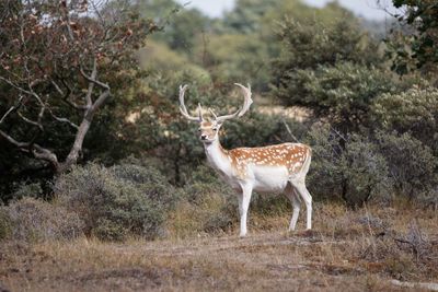 Deer standing on field against trees in forest