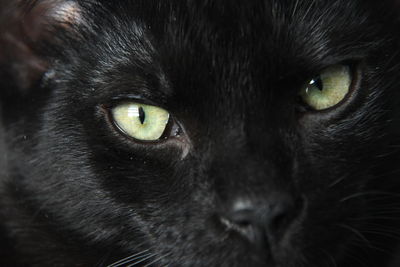 Close-up of black cat