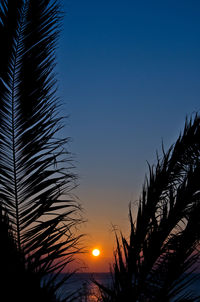 Low angle view of palm trees against sky during sunset