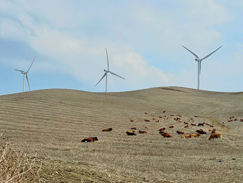 Windmills on field against sky