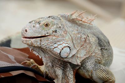 Close-up of a lizard