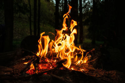 Fire in forest at night