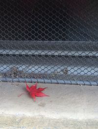 Maple leaf