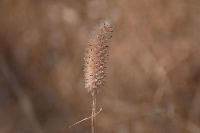 Close-up of dried plant