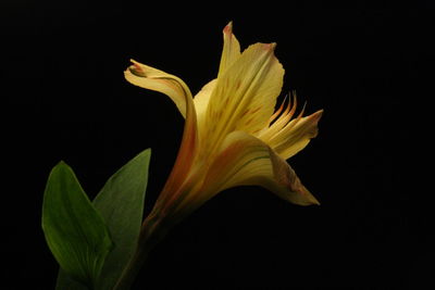 Close-up of day lily against black background