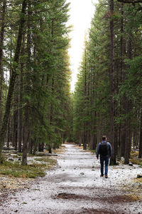 Rear view of man walking on footpath in forest