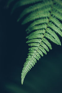 Close-up of fern leaves