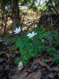 Close-up of white flowering plants on land