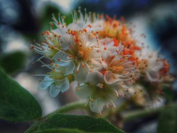 Close-up of flowers