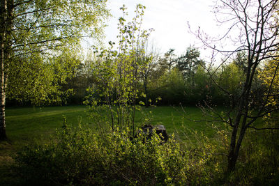 Trees in forest against sky