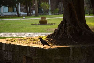 Bird perching on tree trunk