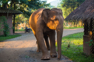Elephant walking in park