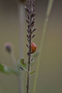 Close-up of ladybug on plant