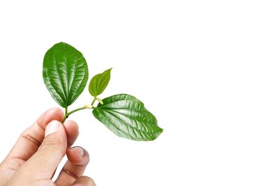Close-up of hand holding leaves over white background