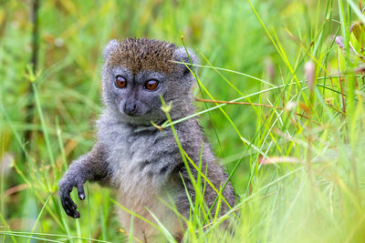 Portrait of monkey on field