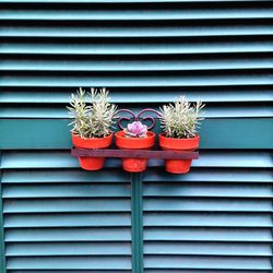 Close-up of potted plant