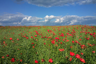 Poppies blooming on field against sky