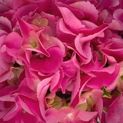 Full frame shot of pink bougainvillea flowers