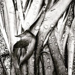 Full frame shot of wet tree trunk
