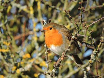 Close-up of bird perching on branch