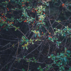 Close-up of plants