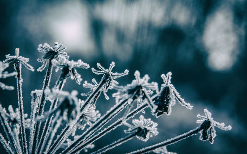 Close-up of frozen plant