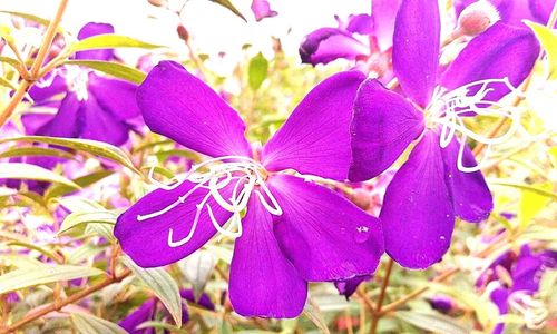 Close-up of purple flowers blooming outdoors