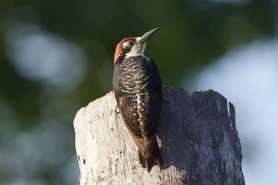 Close-up of bird perching on wooden post