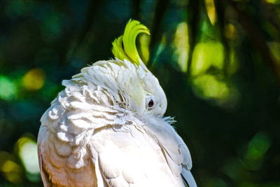 Close-up of parrot